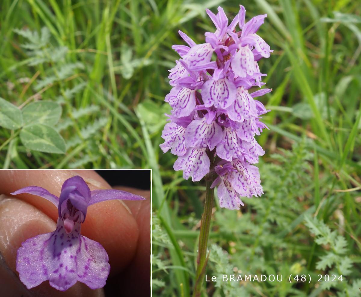 Orchid, Heath Spotted flower